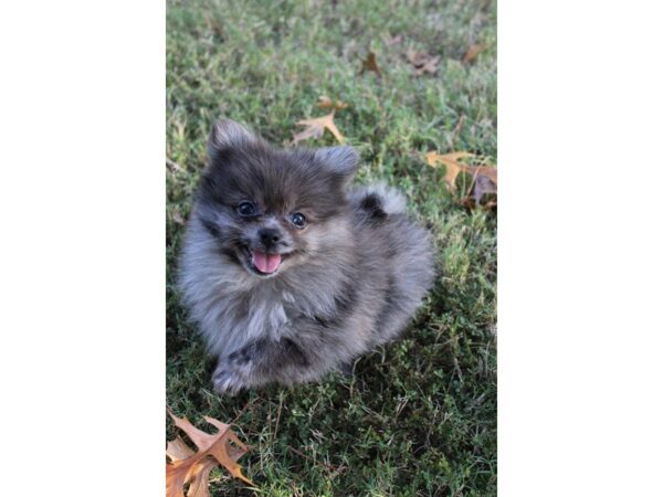 Pomeranian DOG Male blue merle 5198 Petland Montgomery, Alabama