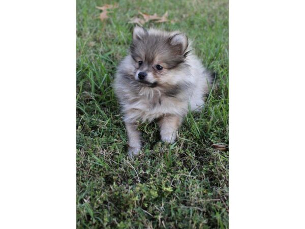 Pomeranian-DOG-Female-brown-5199-Petland Montgomery, Alabama