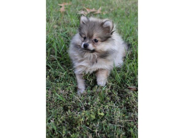 Pomeranian DOG Female brown 5199 Petland Montgomery, Alabama