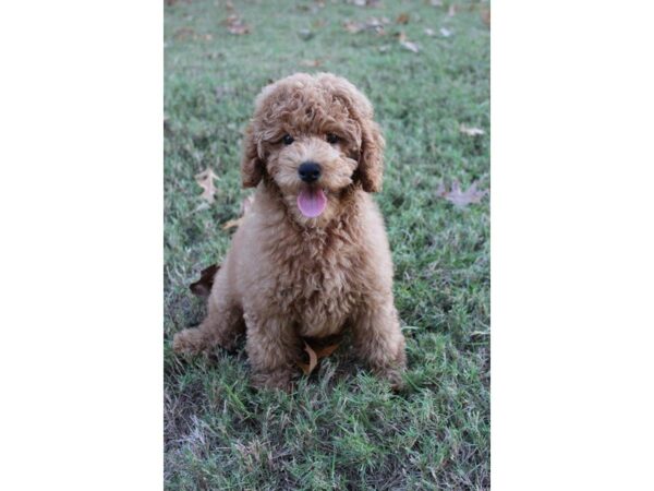 Miniature Poodle DOG Male Red 5197 Petland Montgomery, Alabama