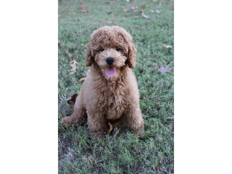 poodle様 Miniature Poodle Puppy Red ID:5197 Located at Petland Montgomery