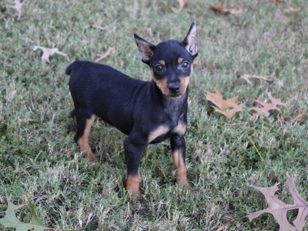 Miniature Pinscher-DOG-Male-black and rust-5200-Petland Montgomery, Alabama