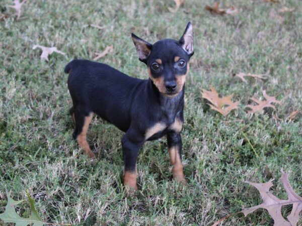 Miniature Pinscher DOG Male black and rust 5200 Petland Montgomery, Alabama