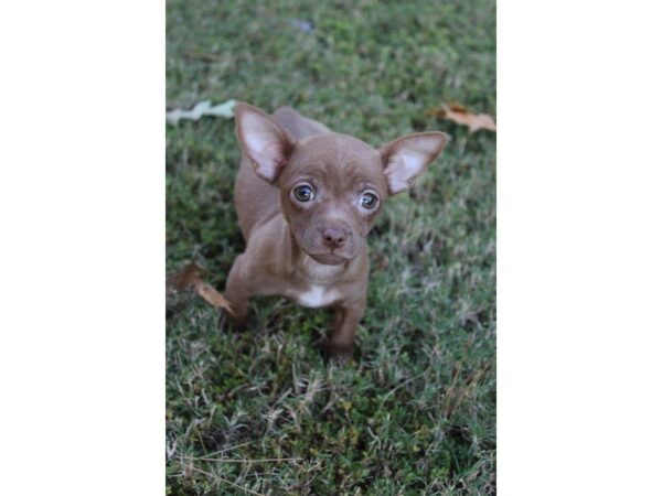 Chihuahua-DOG-Male-Chocolate-5192-Petland Montgomery, Alabama