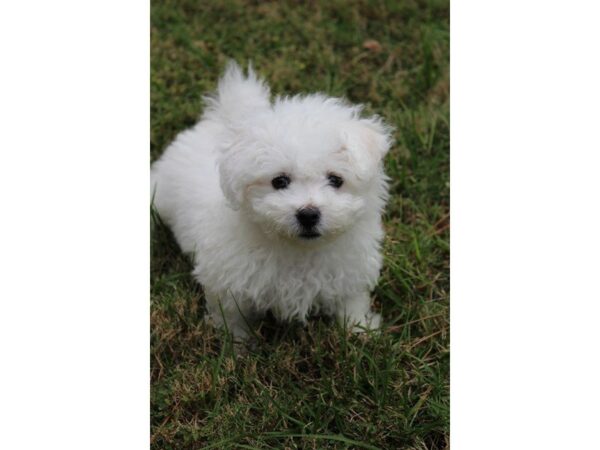 Bichon Frise DOG Female white 5205 Petland Montgomery, Alabama