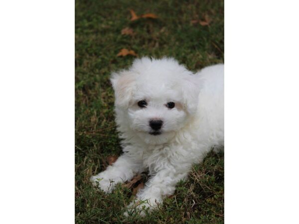 Bichon Frise-DOG-Male-white-5206-Petland Montgomery, Alabama
