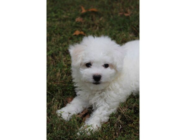 Bichon Frise DOG Male white 5206 Petland Montgomery, Alabama