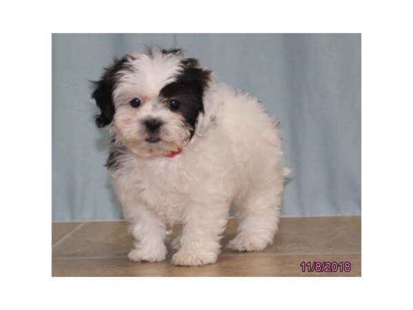 Teddy Bear DOG Female White / Black 5211 Petland Montgomery, Alabama