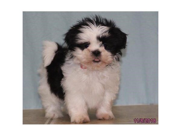 Shih Tzu-DOG-Female-Black / White-5212-Petland Montgomery, Alabama