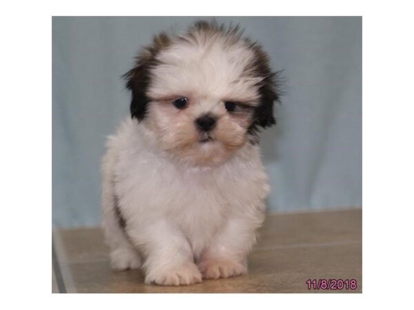 Shih Tzu DOG Male Brindle / White 5213 Petland Montgomery, Alabama