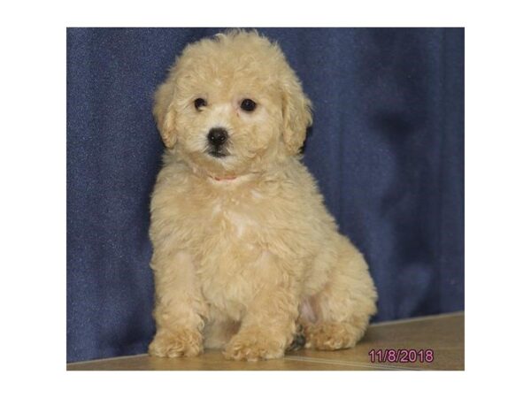 Poodle DOG Female Cream 5214 Petland Montgomery, Alabama