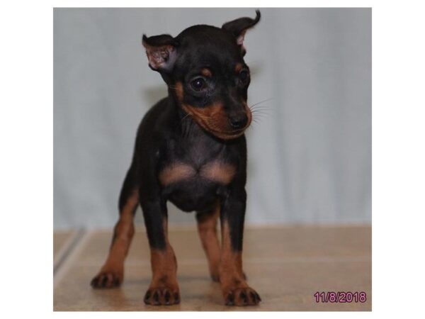 Miniature Pinscher DOG Female Black / Tan 5215 Petland Montgomery, Alabama