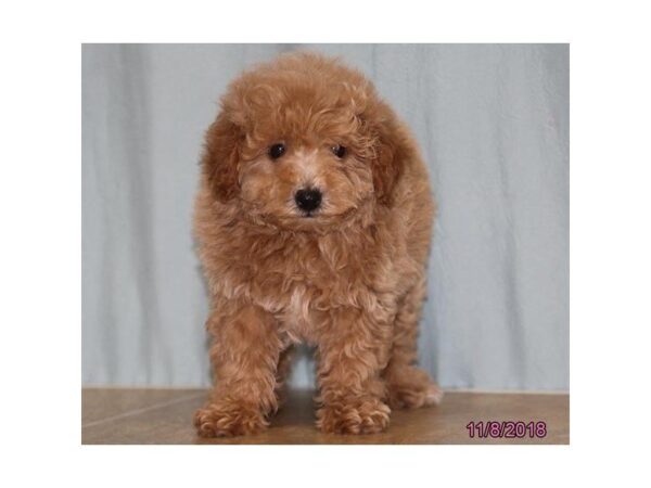 Poodle DOG Female Apricot 5216 Petland Montgomery, Alabama