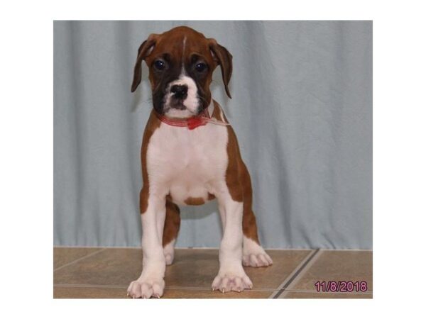 Boxer DOG Male Fawn / White 5217 Petland Montgomery, Alabama