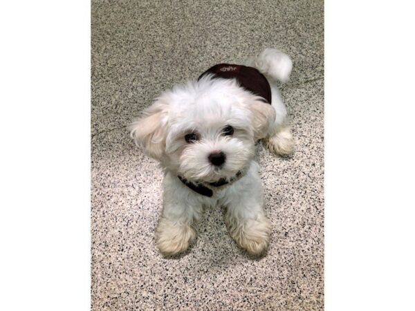 Coton De Tulear DOG Male white 5201 Petland Montgomery, Alabama