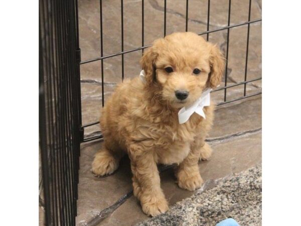 Goldendoodle Mini 2nd Gen-DOG-Female-Golden-5218-Petland Montgomery, Alabama