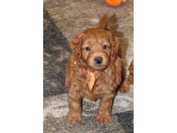 Goldendoodle Mini 2nd Gen-DOG-Male-Golden-5219-Petland Montgomery, Alabama