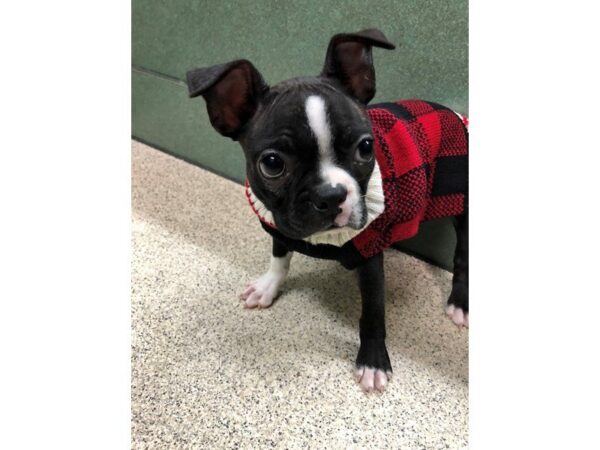 Boston Terrier DOG Female brindle and white 5204 Petland Montgomery, Alabama