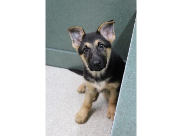 German Shepherd Dog DOG Female Black / Tan 5190 Petland Montgomery, Alabama