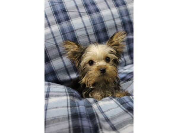 Yorkshire Terrier DOG Female black and tan 5195 Petland Montgomery, Alabama