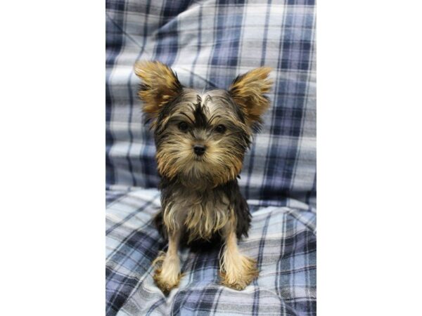 Yorkshire Terrier DOG Male black and tan 5194 Petland Montgomery, Alabama