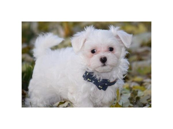 Maltese DOG Male White 5221 Petland Montgomery, Alabama