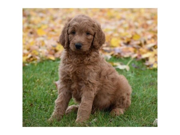 Goldendoodle 2nd Gen DOG Male Apricot 5225 Petland Montgomery, Alabama