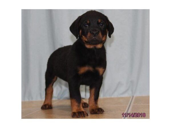 Rottweiler DOG Male Black / Tan 5226 Petland Montgomery, Alabama