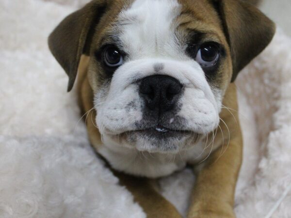 English Bulldog DOG Male red and white 5203 Petland Montgomery, Alabama