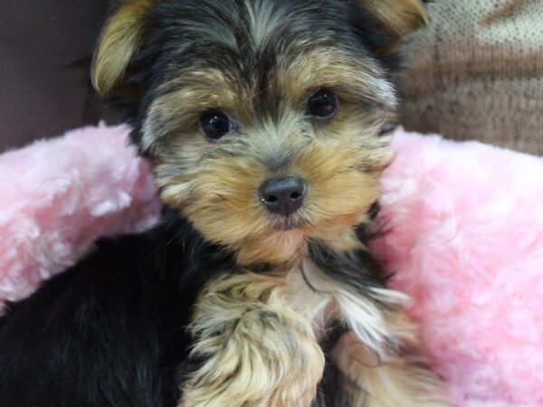 Yorkshire Terrier-DOG-Female-black and tan-5227-Petland Montgomery, Alabama