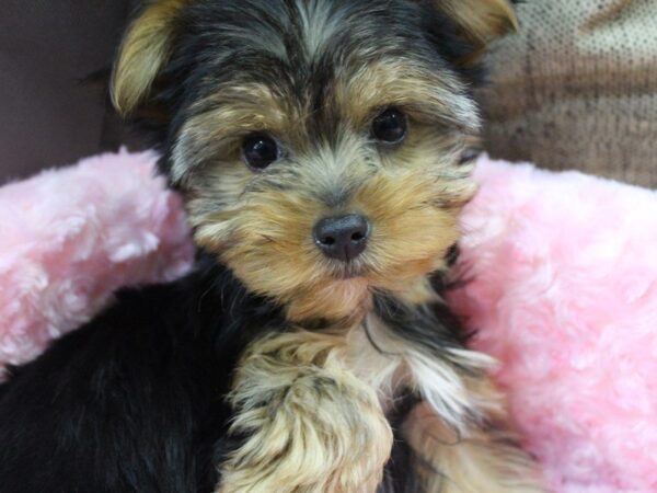 Yorkshire Terrier DOG Female black and tan 5227 Petland Montgomery, Alabama