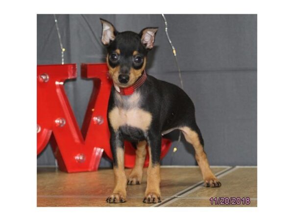 Miniature Pinscher DOG Female Black / Tan 5229 Petland Montgomery, Alabama