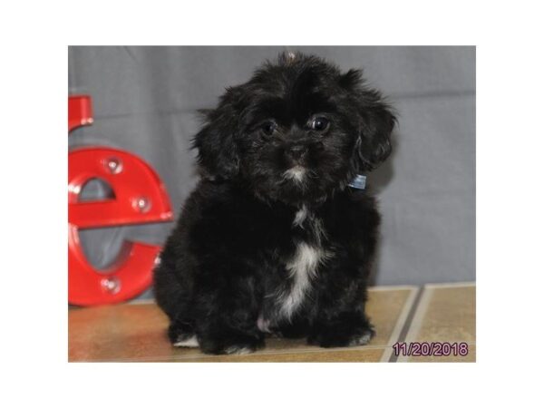 Shih Tzu DOG Male Black 5230 Petland Montgomery, Alabama