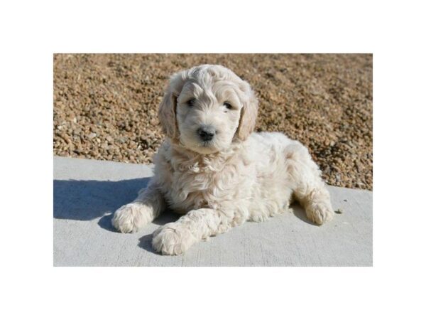 Goldendoodle 2nd Gen DOG Male Cream 5231 Petland Montgomery, Alabama