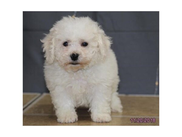 Bichon Frise DOG Male White 5232 Petland Montgomery, Alabama