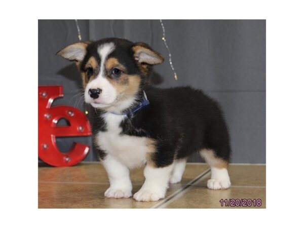 Pembroke Welsh Corgi DOG Male Tri-Colored 5233 Petland Montgomery, Alabama