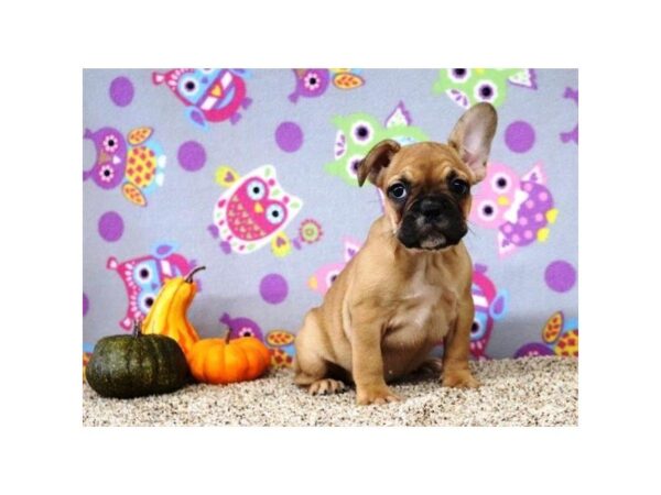 French Bulldog DOG Female Fawn 5234 Petland Montgomery, Alabama