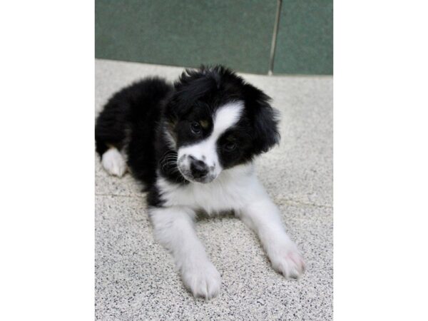 Mini Australian Shepherd DOG Male black, tan, white 5228 Petland Montgomery, Alabama