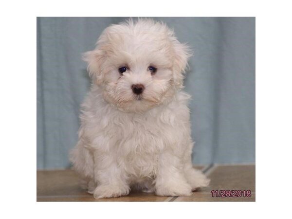 Maltese-DOG-Female-White-5240-Petland Montgomery, Alabama