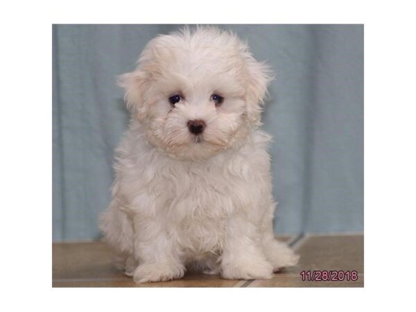 Maltese DOG Female White 5240 Petland Montgomery, Alabama