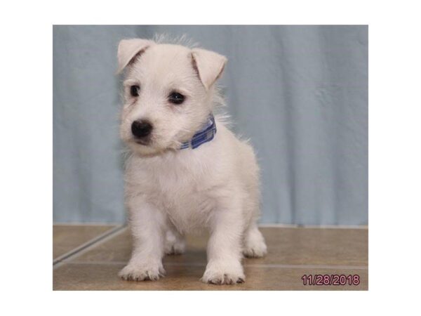 West Highland White Terrier DOG Male White 5241 Petland Montgomery, Alabama