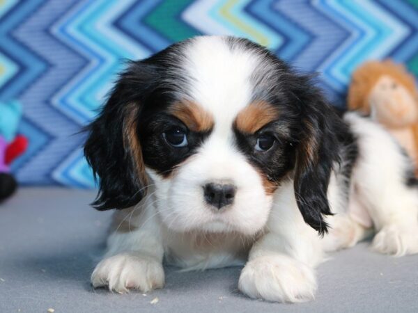 Cavalier King Charles Spaniel DOG Female Black Tan / White 5242 Petland Montgomery, Alabama