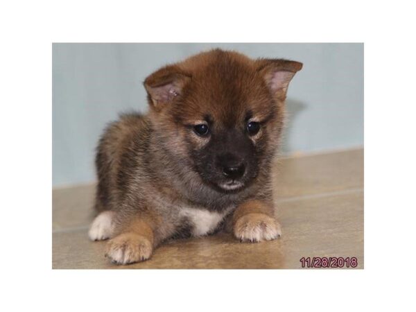 Shiba Inu DOG Female Red Sesame 5243 Petland Montgomery, Alabama