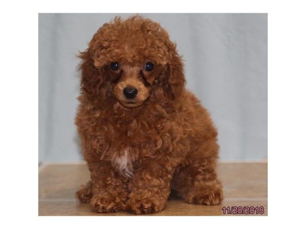 Poodle Toy DOG Female Red 5244 Petland Montgomery, Alabama