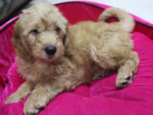 Goldendoodle Mini DOG Female Golden 5235 Petland Montgomery, Alabama