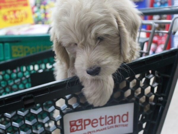 Goldendoodle Mini DOG Male Golden 5236 Petland Montgomery, Alabama