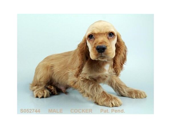 Cocker Spaniel DOG Male BF 5245 Petland Montgomery, Alabama