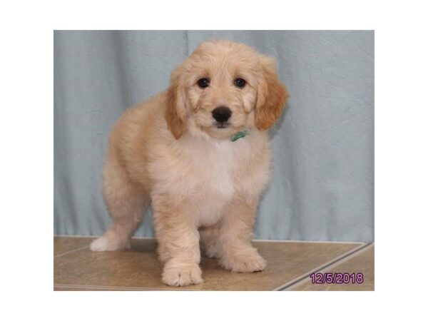 Goldendoodle Mini DOG Female Golden 5246 Petland Montgomery, Alabama