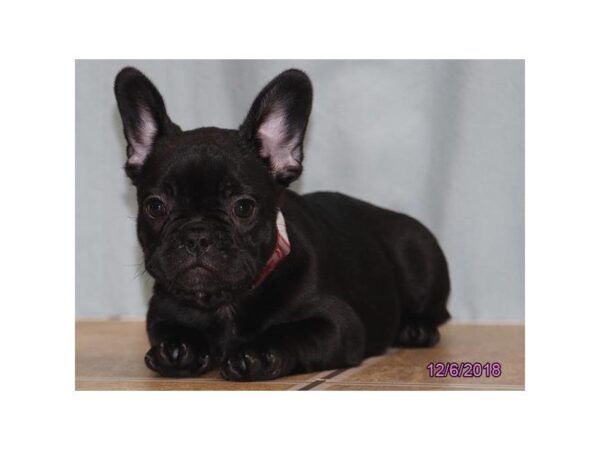 French Bulldog DOG Female Black Brindle 5247 Petland Montgomery, Alabama