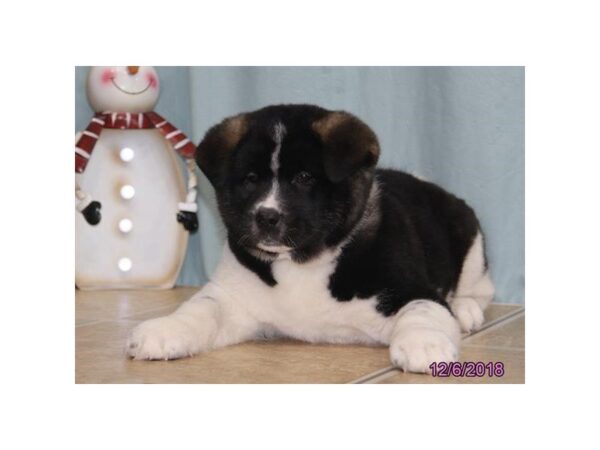 Akita DOG Male Black / White 5249 Petland Montgomery, Alabama